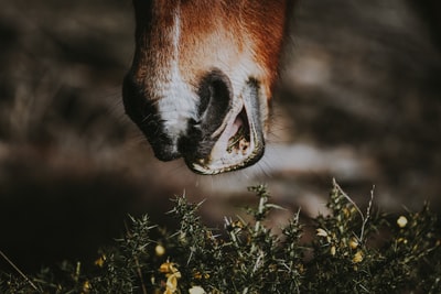 布朗动物吃草在特写镜头摄影
